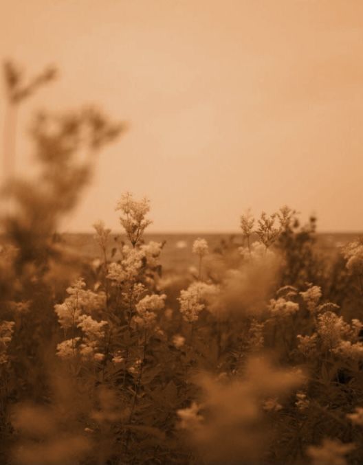 brown flowers