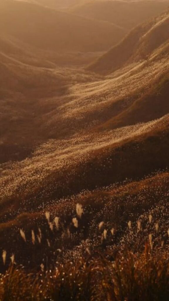brown hills