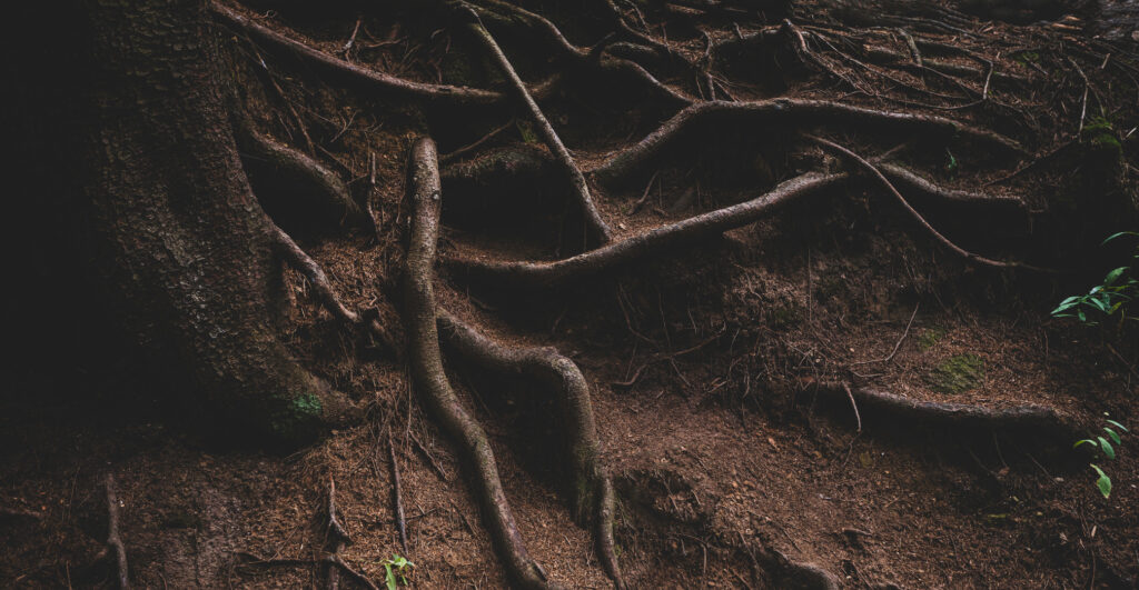 roots